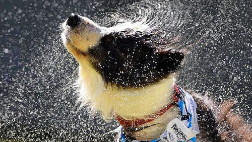 dog shake water 1