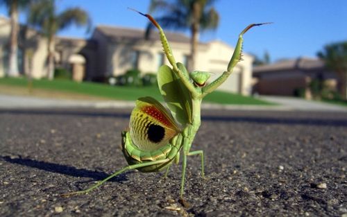 Praying Mantis in street