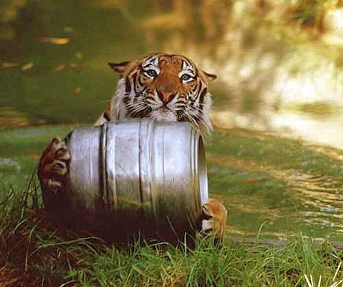 Tiger with beer keg 2
