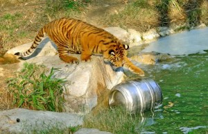 Tiger with beer keg in water 2