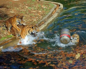 Tiger with beer keg in water