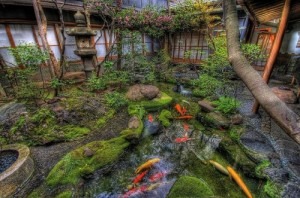 koi pond complex