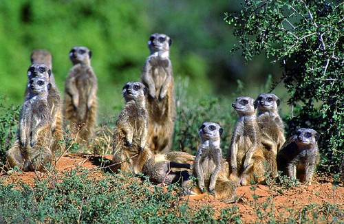 meerkats standing