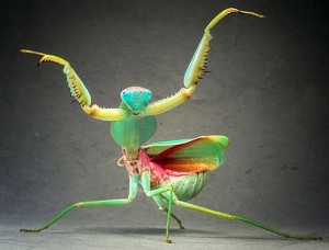 praying mantis 1