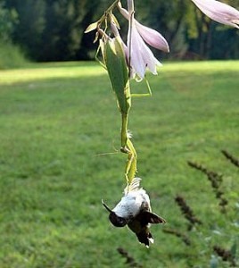 praying mantis hummingbird