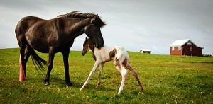 learning to stand horse