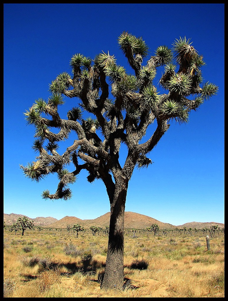 Joshua Tree 2