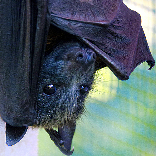bats portrait