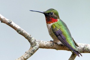 hummingbirds 1