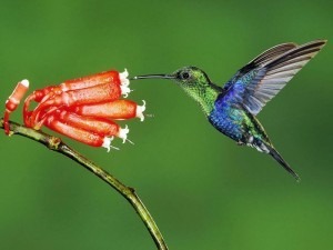 hummingbirds 2