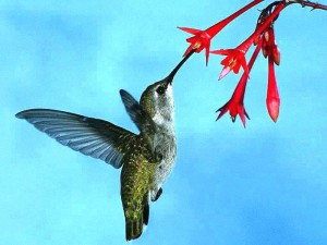 hummingbirds 3
