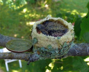 hummingbirds nest