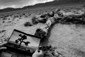 joshua tree u2