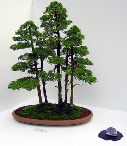 bonsai tree