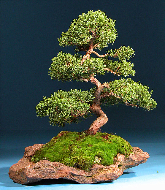 bonsai tree on rock