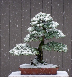 bonsai tree snow