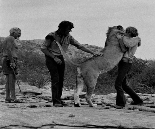 christian the lion