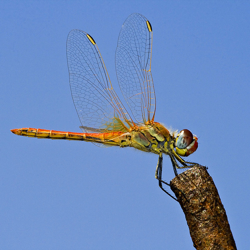 dragonfly sitting
