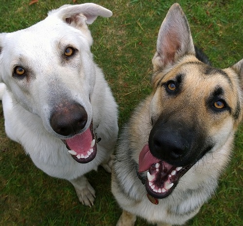 happy white dog close up