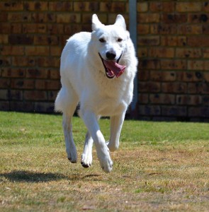 happy white dog running