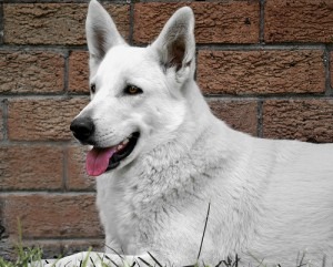 happy white dog sitting