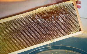 honeycomb scrape honey