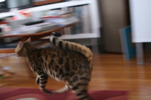 cat running
