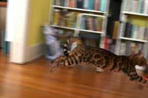 cat running