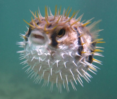 puffer fish 2