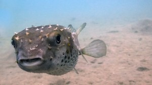 puffer fish 3