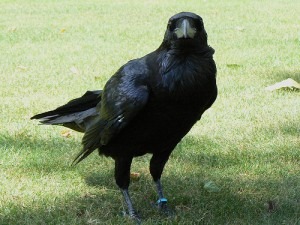 ravens tower of london 2