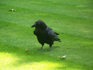 ravens tower of london 3