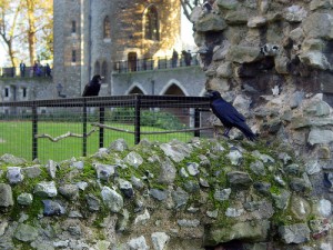 ravens tower of london