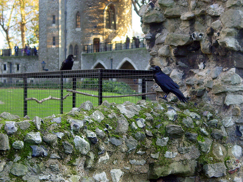 raven tower of london