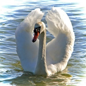 swans