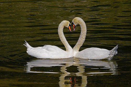 swan couple