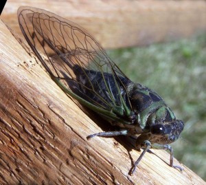 Desert Cicada 1