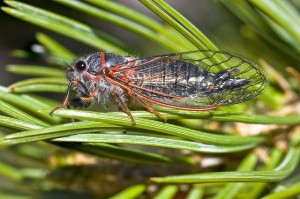 Desert Cicada 2