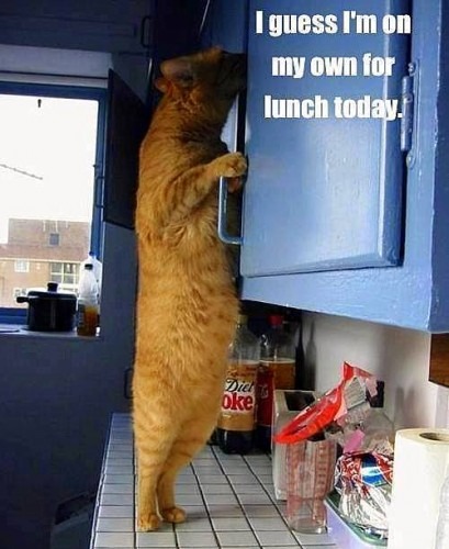 cat looking in kitchen cabinet