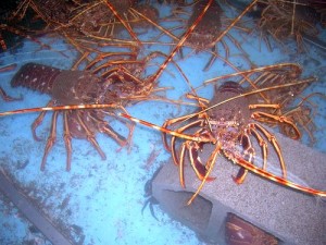 lobster pool