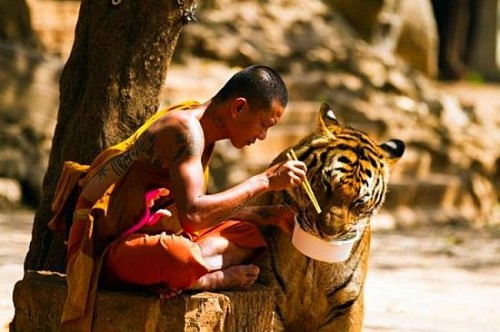 monk eatswith tiger