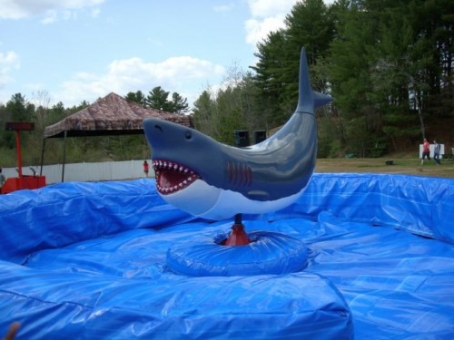 mechanical bull shark