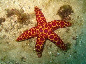 estrella fotosdelanaturaleza echinodermi decanus ciclo simmetria hewan berbahaya hidupan maddmaths seni semarak usroasterie 1ksmiles kalian bintang estrellas forme