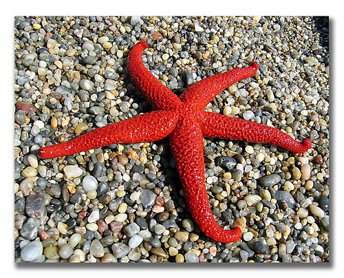 starfish on rocks