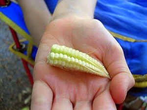baby corn palm of hand