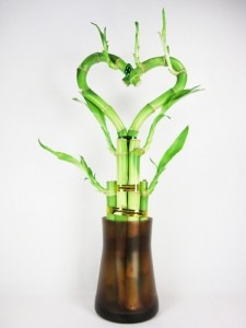 lucky bamboo heart