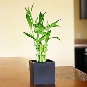 lucky bamboo simple