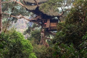 treehouse zip line