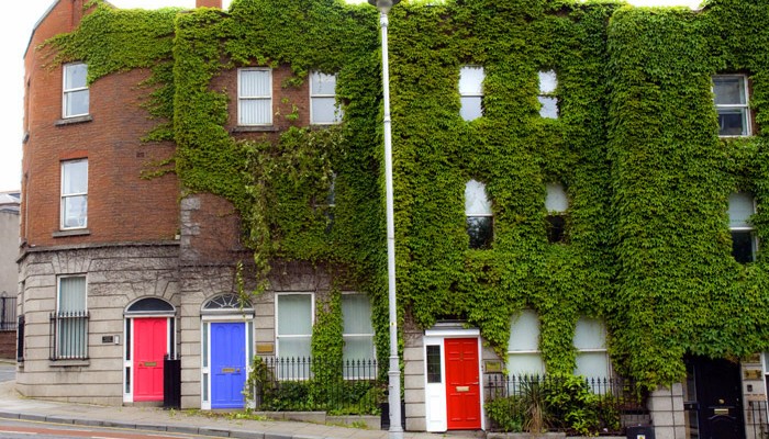 Ivy covered buildings