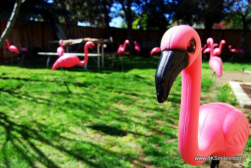 yard flamingos group 1ksmiles